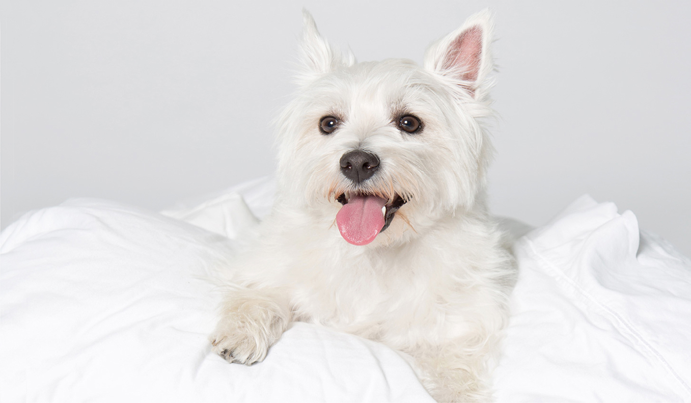 white terrier dog lying in freshly washed white linens